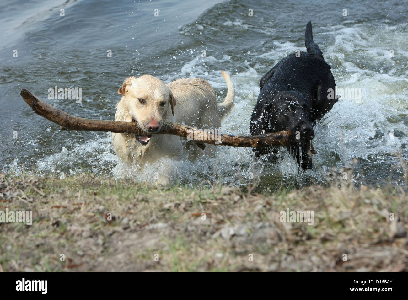 Riproduzione di cani, Canis lupus familiaris, Feldberg, Feldberger Seenlandschaft, Meclenburgo-Pomerania Occidentale, Germania Foto Stock