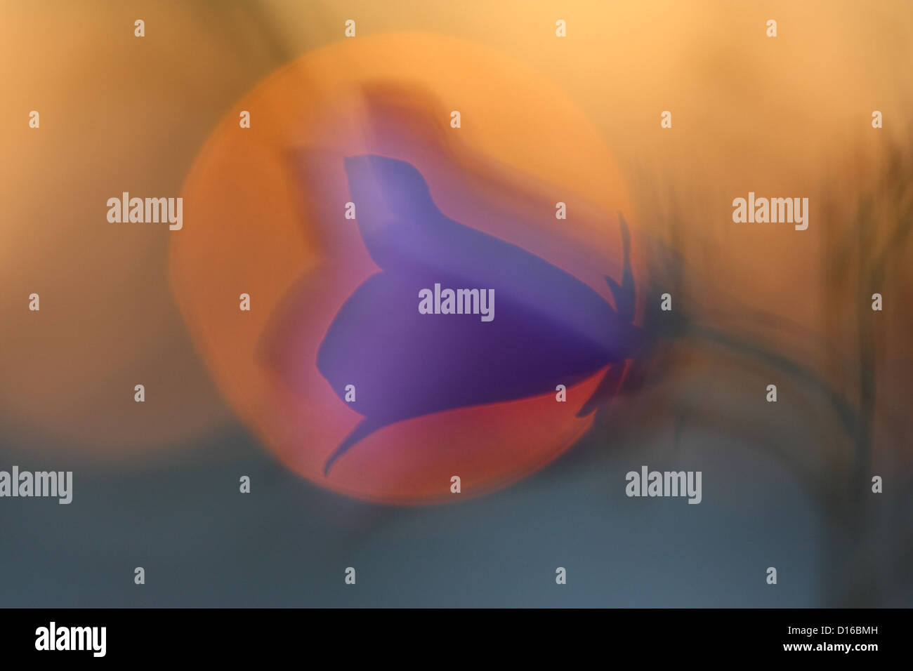 Wild Peach-lasciarono la campanula (Campanula persicifolia), Europa Foto Stock