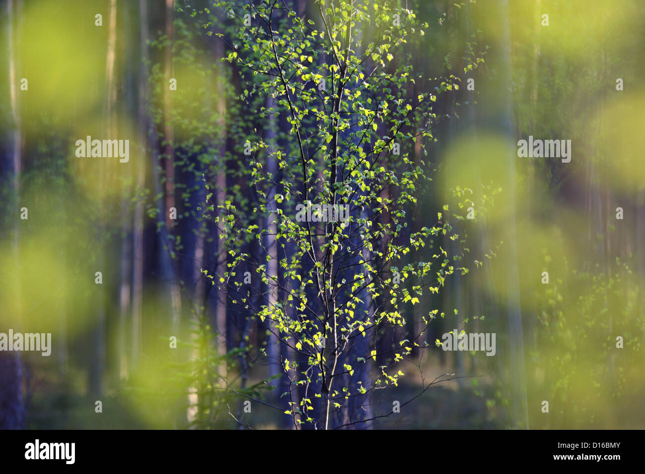 La molla nella foresta con fresche foglie verdi. Europa Foto Stock