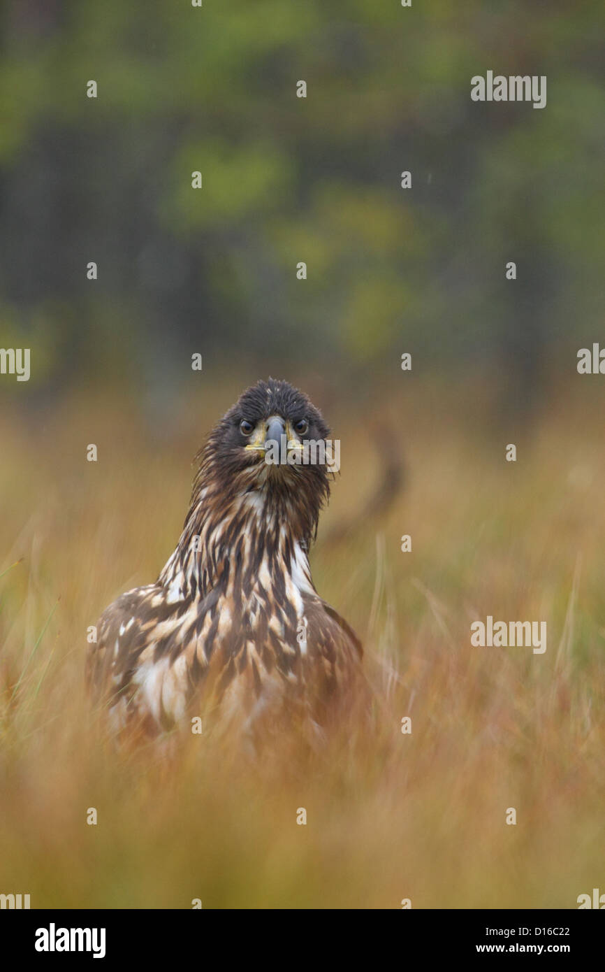 White-tailed Eagle's (Haliaeetus albicilla). L'Europa, Estonia Foto Stock