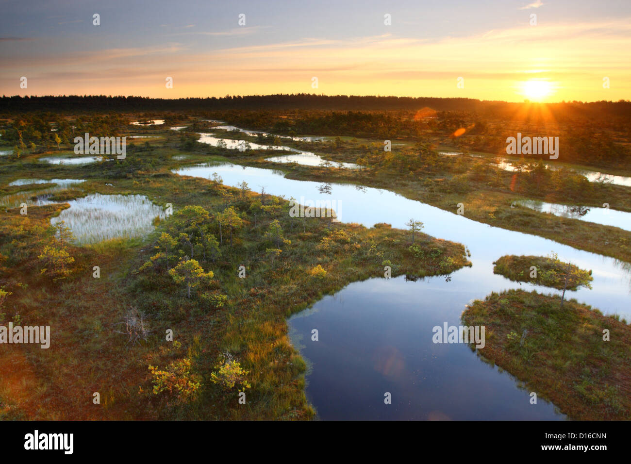 Männikjärve Bog, Endla Riserva Naturale, Estonia, Europa Foto Stock