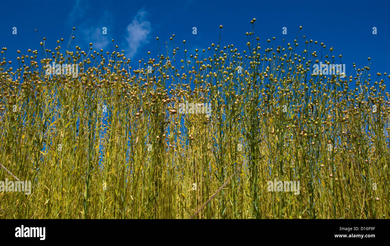 Giovani piante di lino, cielo blu Foto Stock