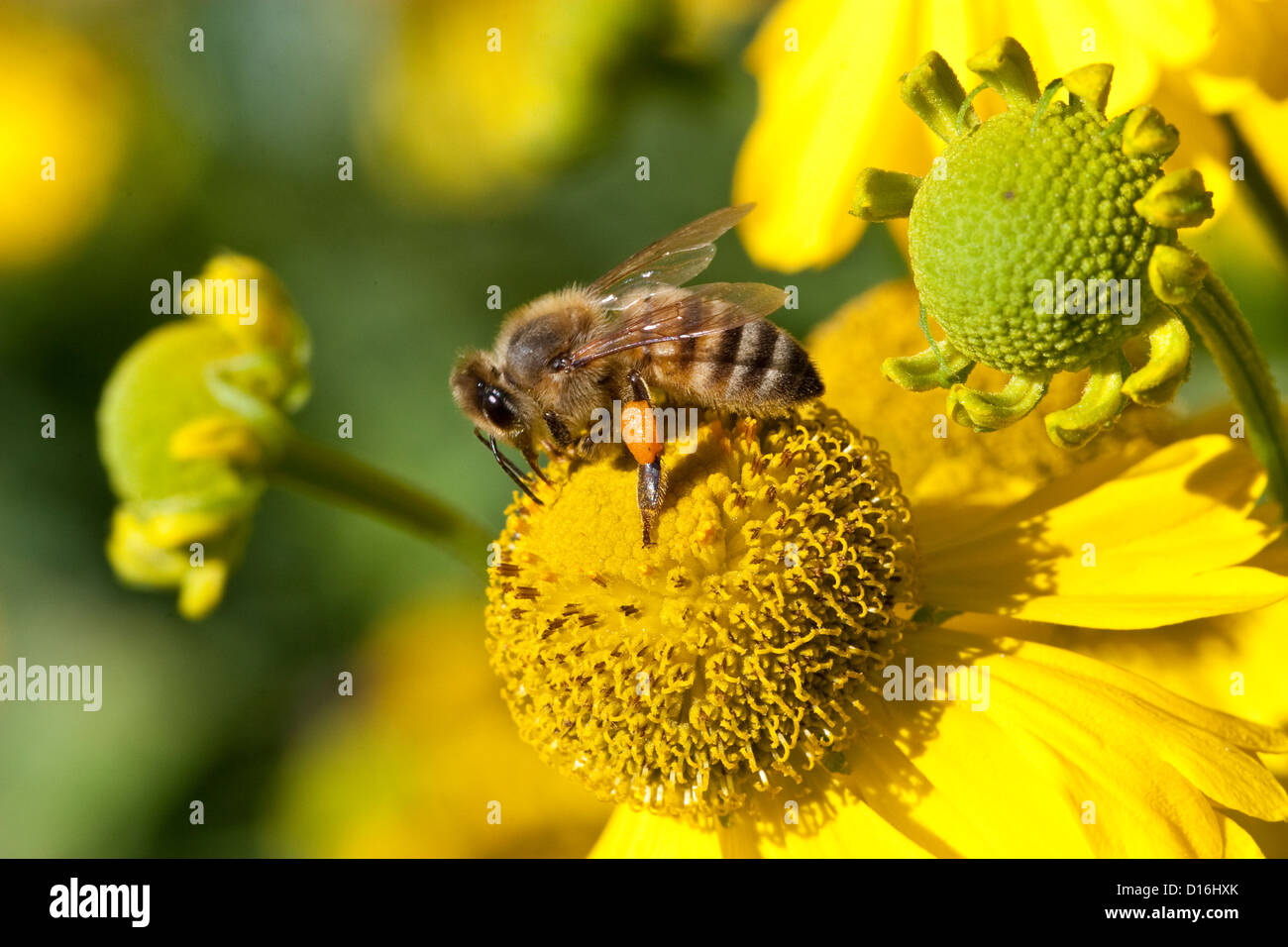 Il miele delle api raccogliendo il nettare da un fiore giallo Foto Stock