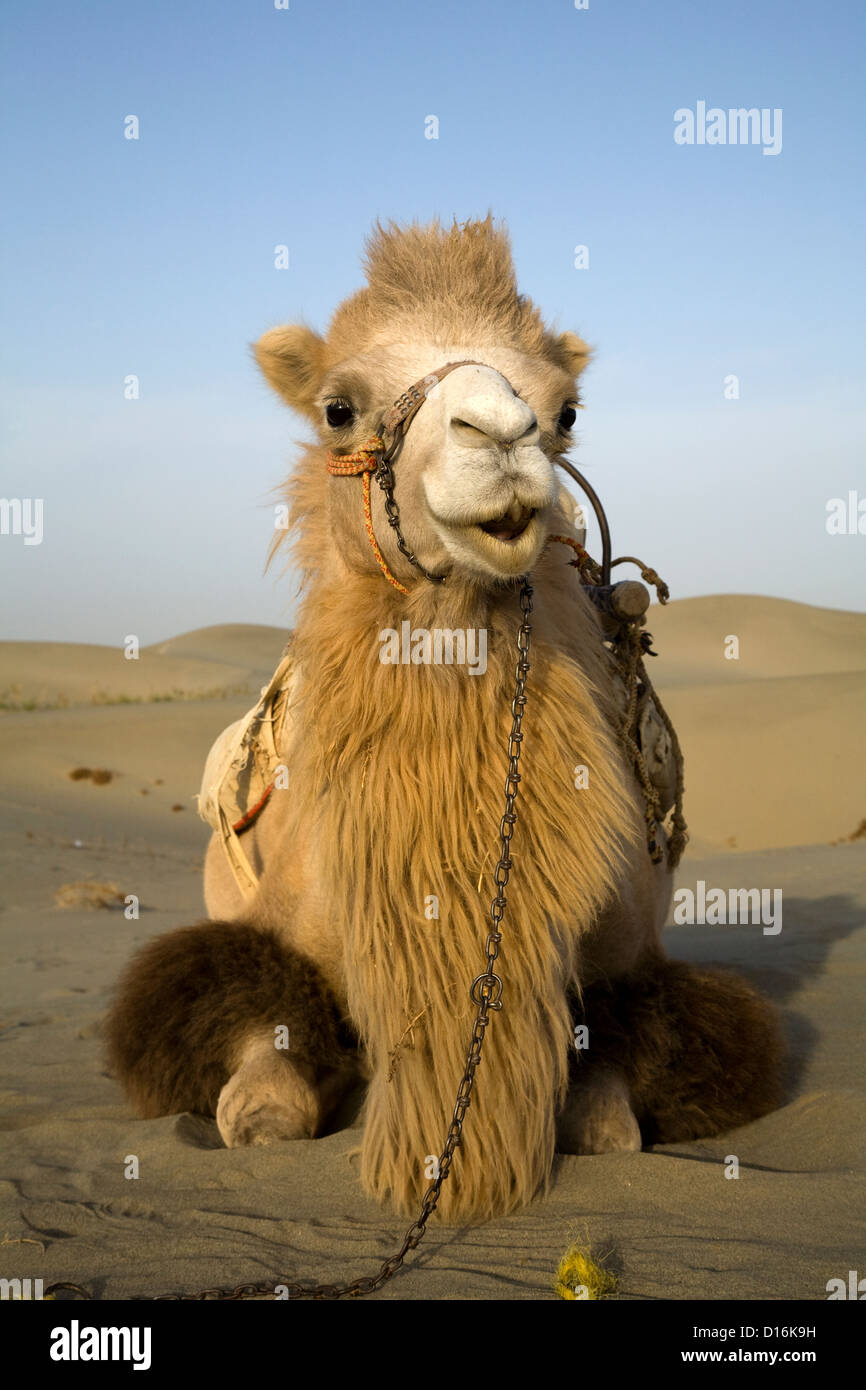 Un cammello al Taklamakan deserto vicino Hetian lungo la silkroad, Uygur Regione autonoma, provincia dello Xinjiang, Cina Foto Stock