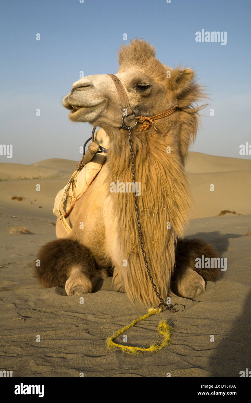 Un cammello nel deserto Taklamakan vicino Hetian lungo la Silkroad, Xinjiang Uygur, Regione autonoma, Cina Foto Stock