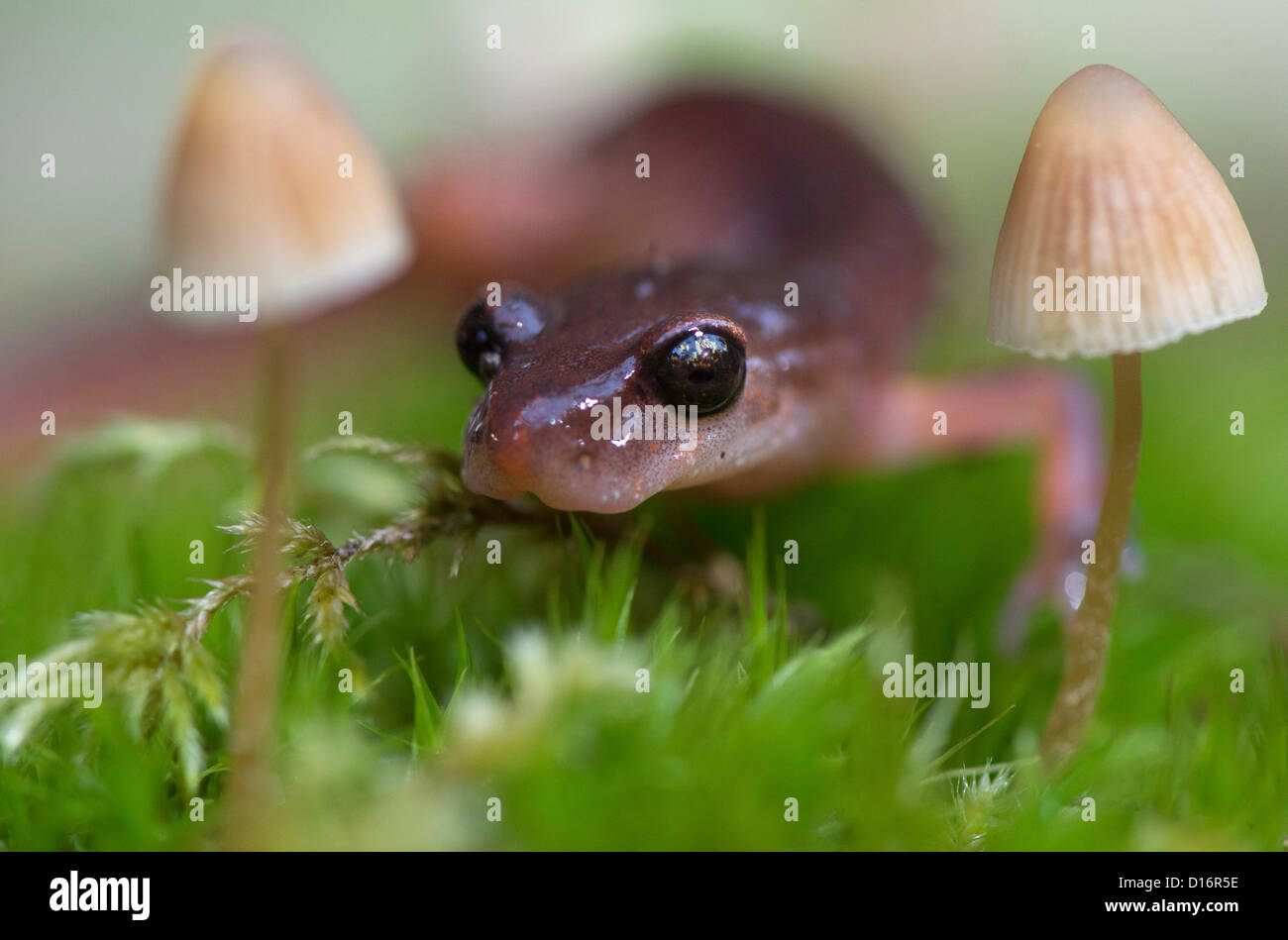 Elkton, Oregon, USA. Dicembre 9, 2012. Un Oregon Ensatina salamander esamina su un muschio e i funghi coperti log in un umido area boschiva vicino a Elkton, Oregon, Stati Uniti d'America. Ensatina salamandre sono lungless e respirate attraverso la loro pelle. (Immagine di credito: credito: Robin Loznak/ZUMAPRESS.com/Alamy Live News) Foto Stock