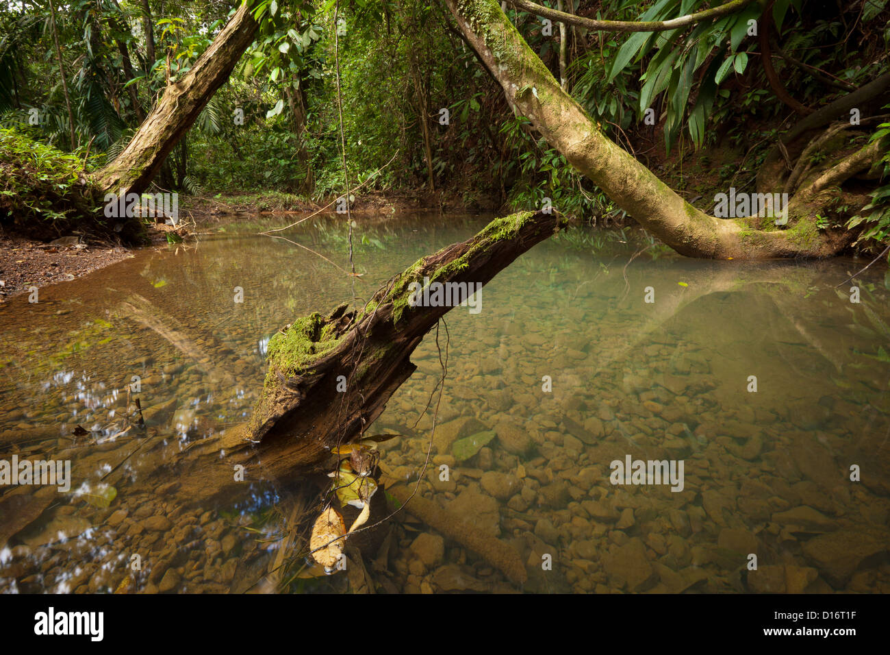 Piccolo fiume nel premontane umida della foresta pluviale tropicale in Burbayar riserva naturale, provincia di Panama, Repubblica di Panama Foto Stock