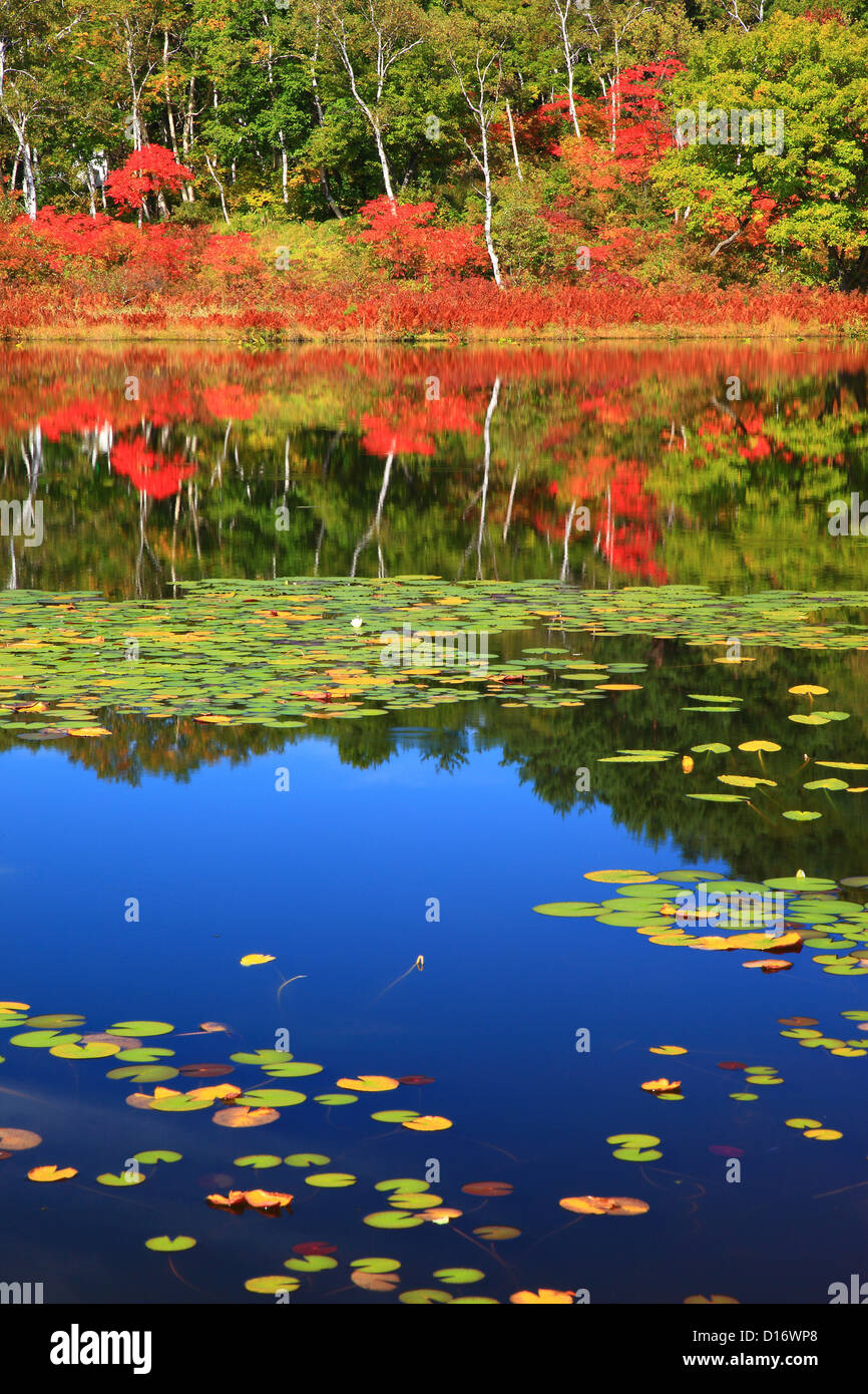 Waterweeds e foglie di autunno nelle Highlands di Shiga, Prefettura di Nagano Foto Stock