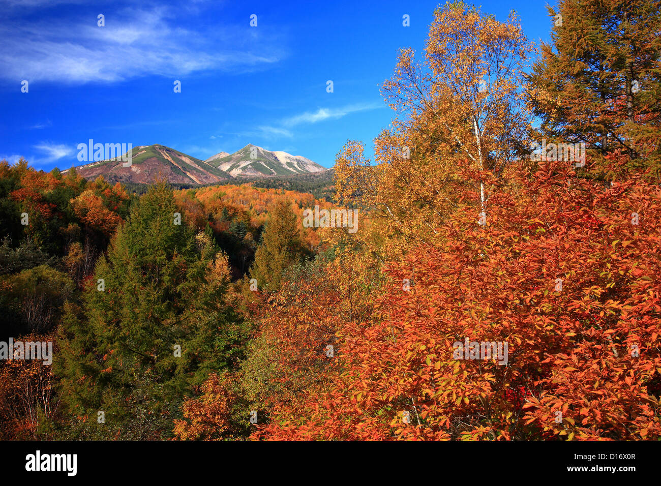 Foglie di autunno e il Monte Norikura a Matsumoto, Prefettura di Nagano Foto Stock