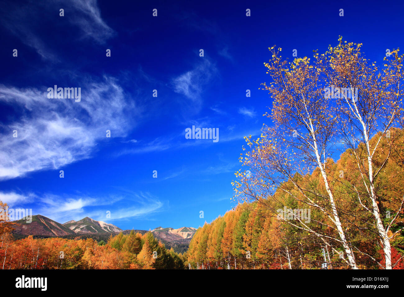 Foglie di autunno, Monte Norikura e cielo blu a Matsumoto, Prefettura di Nagano Foto Stock
