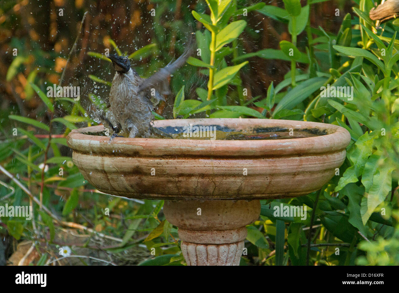 Australian bird - noisy friarbird - Filemone corniculatus - al giardino Bagno uccelli in un giorno di estate Foto Stock