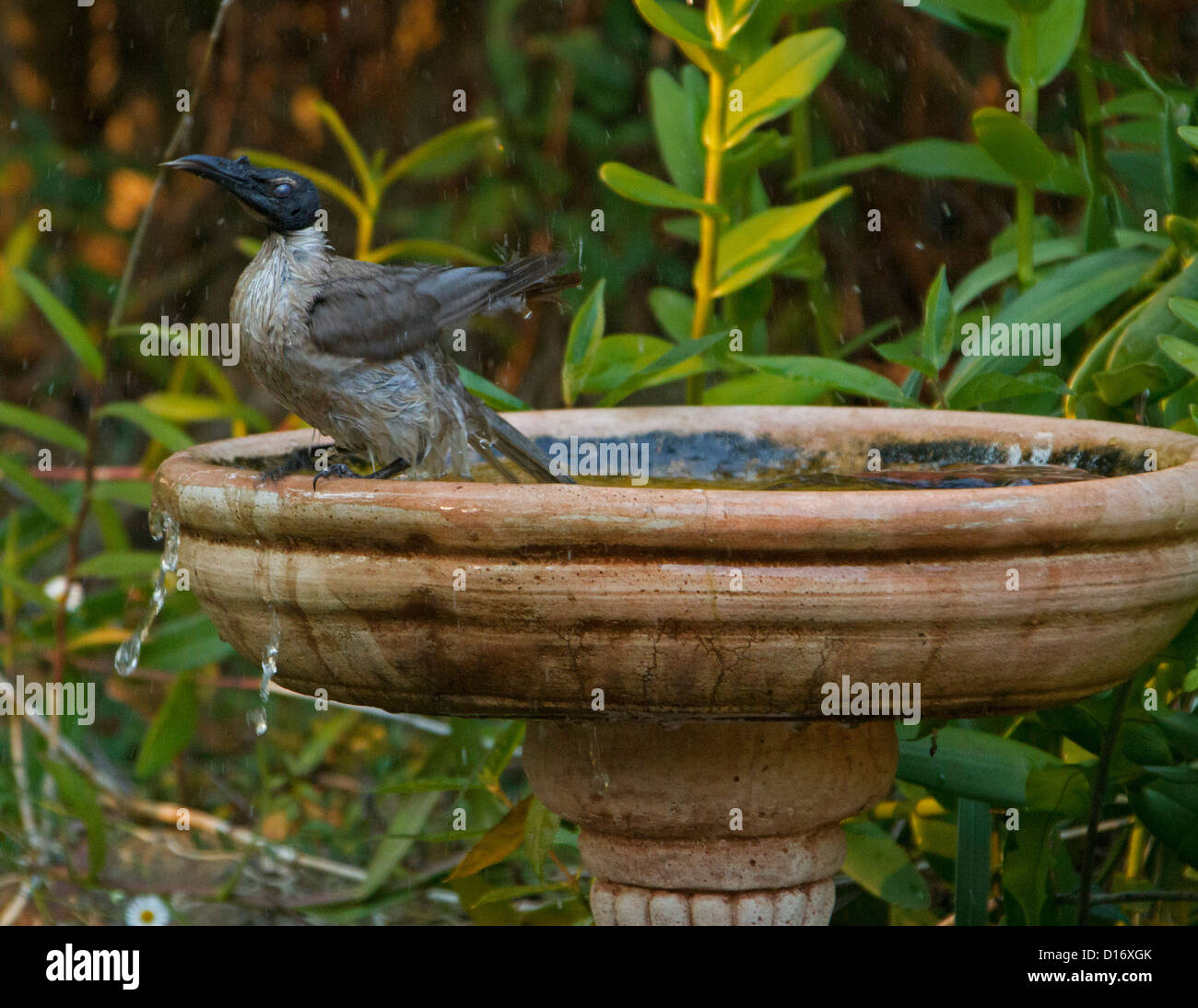 Australian bird - noisy friarbird - Filemone corniculatus - al giardino Bagno uccelli in un giorno di estate Foto Stock