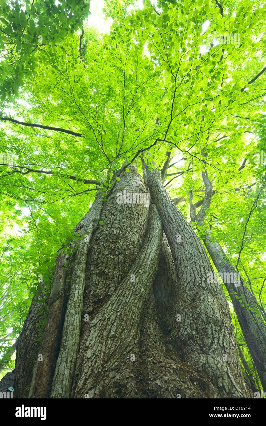 Albero Gigante nella prefettura di Fukushima Foto Stock