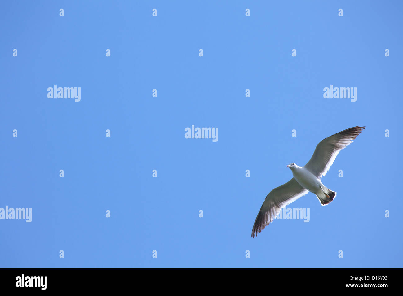Seagull battenti contro il cielo chiaro Foto Stock