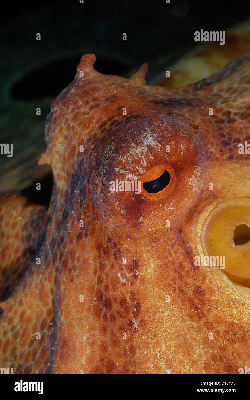Polpo Octopus vulgaris, Mollusca, Tor Paterno marine area protectet, Roma, Lazio, l'Italia, Mare Mediterraneo Foto Stock