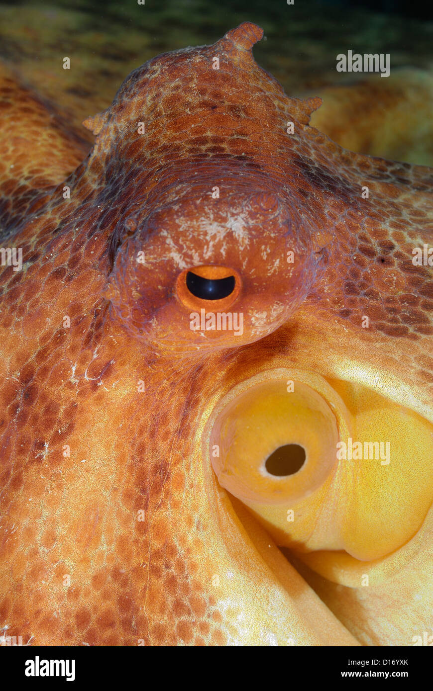 Polpo Octopus vulgaris, Mollusca, Tor Paterno marine area protectet, Roma, Lazio, l'Italia, Mare Mediterraneo Foto Stock