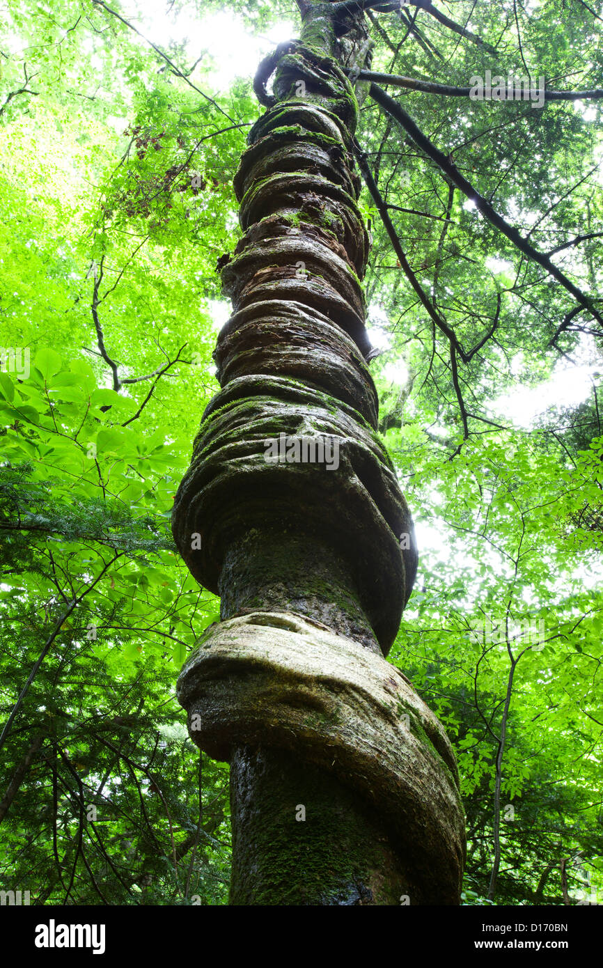 Avvolgimento albero di glicine in altopiano Shojinzawa, Prefettura di Tochigi Foto Stock