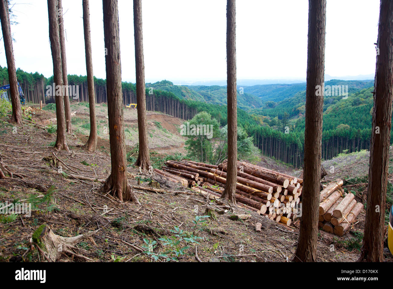 Taglio di alberi nella foresta di cedro, Prefettura di Tochigi Foto Stock