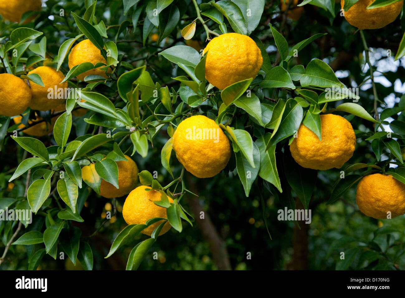 Мандарин род. Юдзу - растение цитрус. Лимон лиметта. Мандарин юдзу. Цитрон цитрусовые.