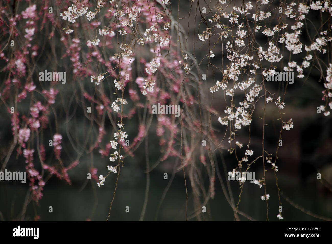 Fiori di ciliegio Foto Stock