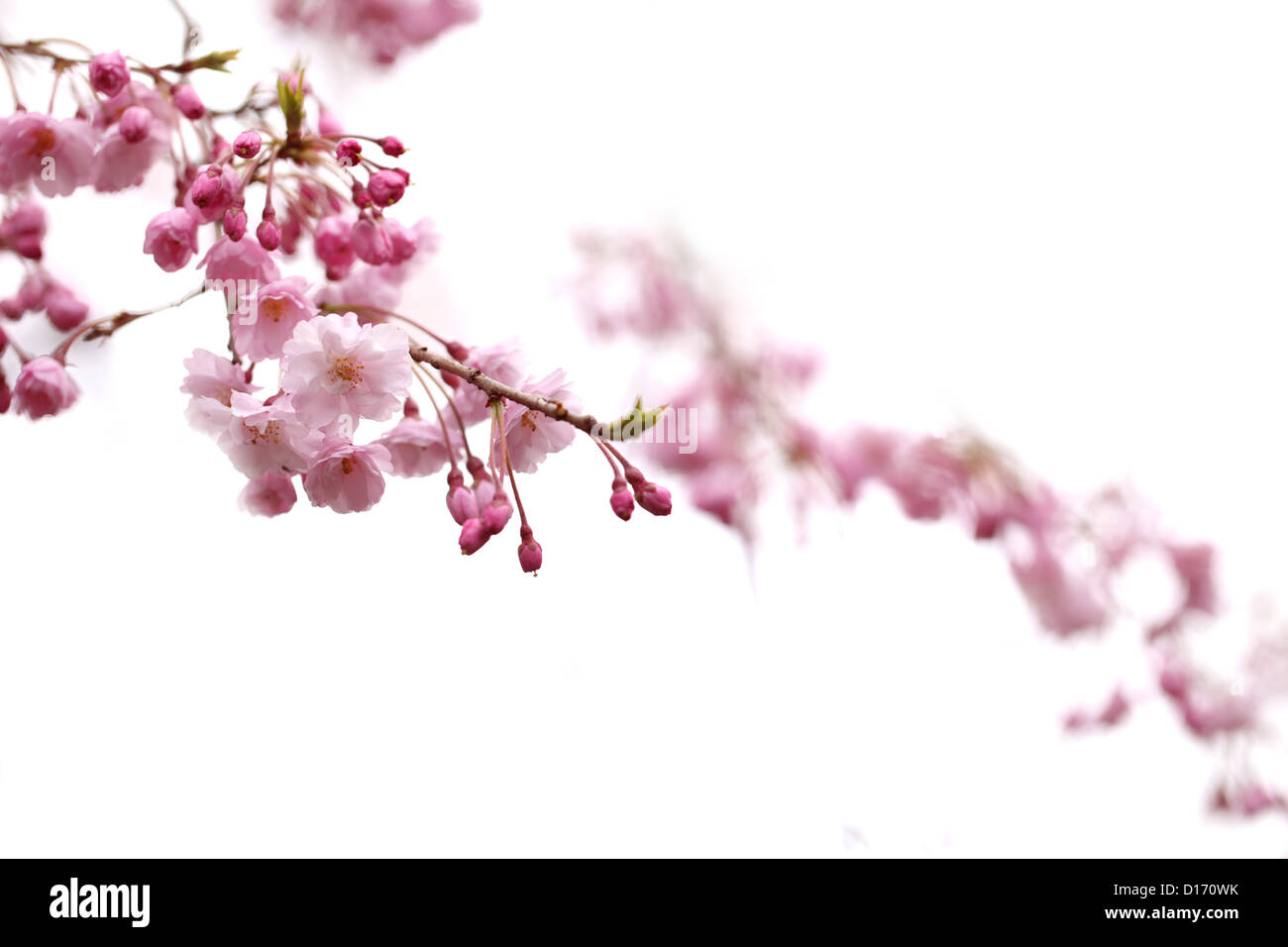 Close up di fiori ciliegio Foto Stock