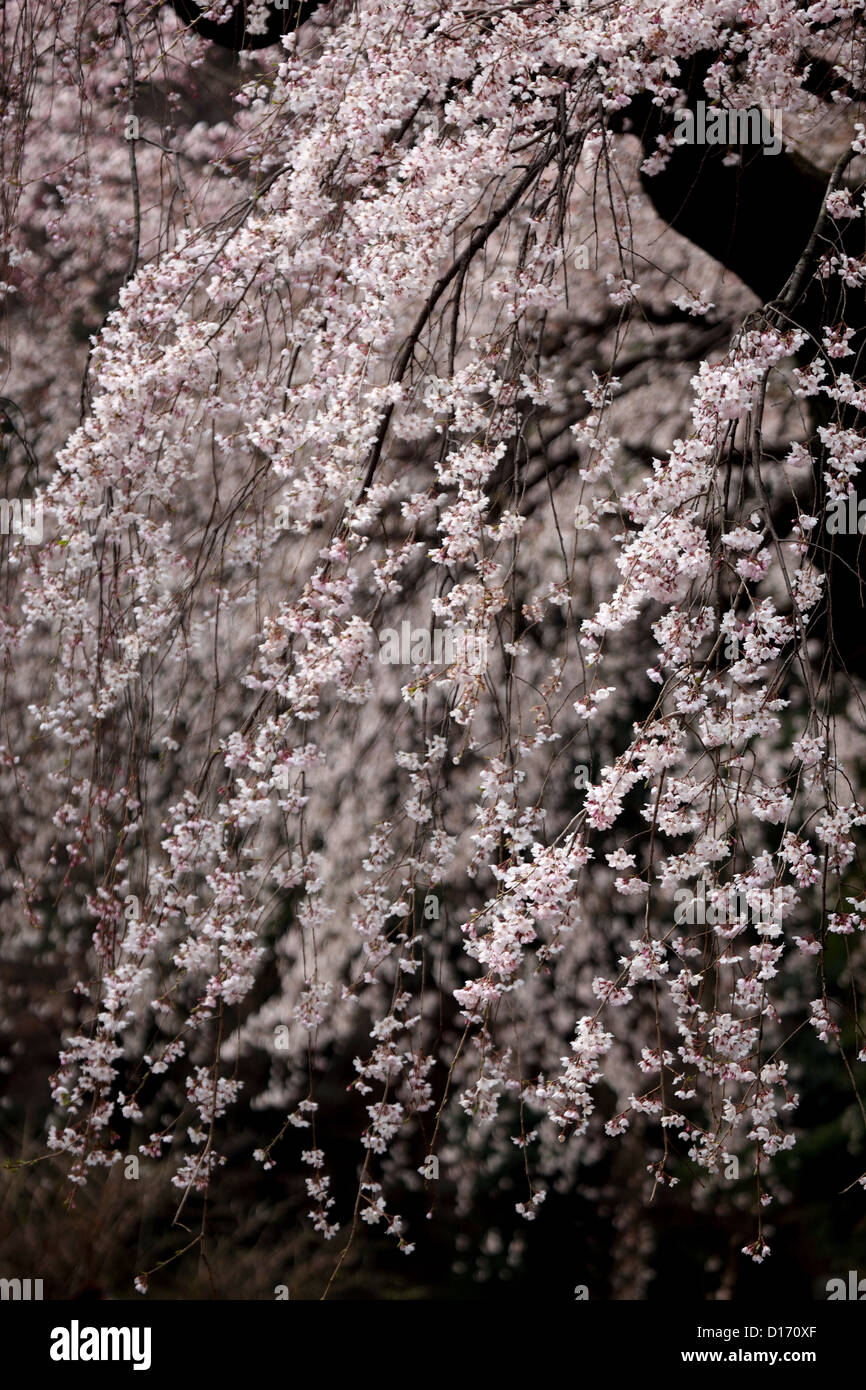 Fiori di ciliegio Foto Stock