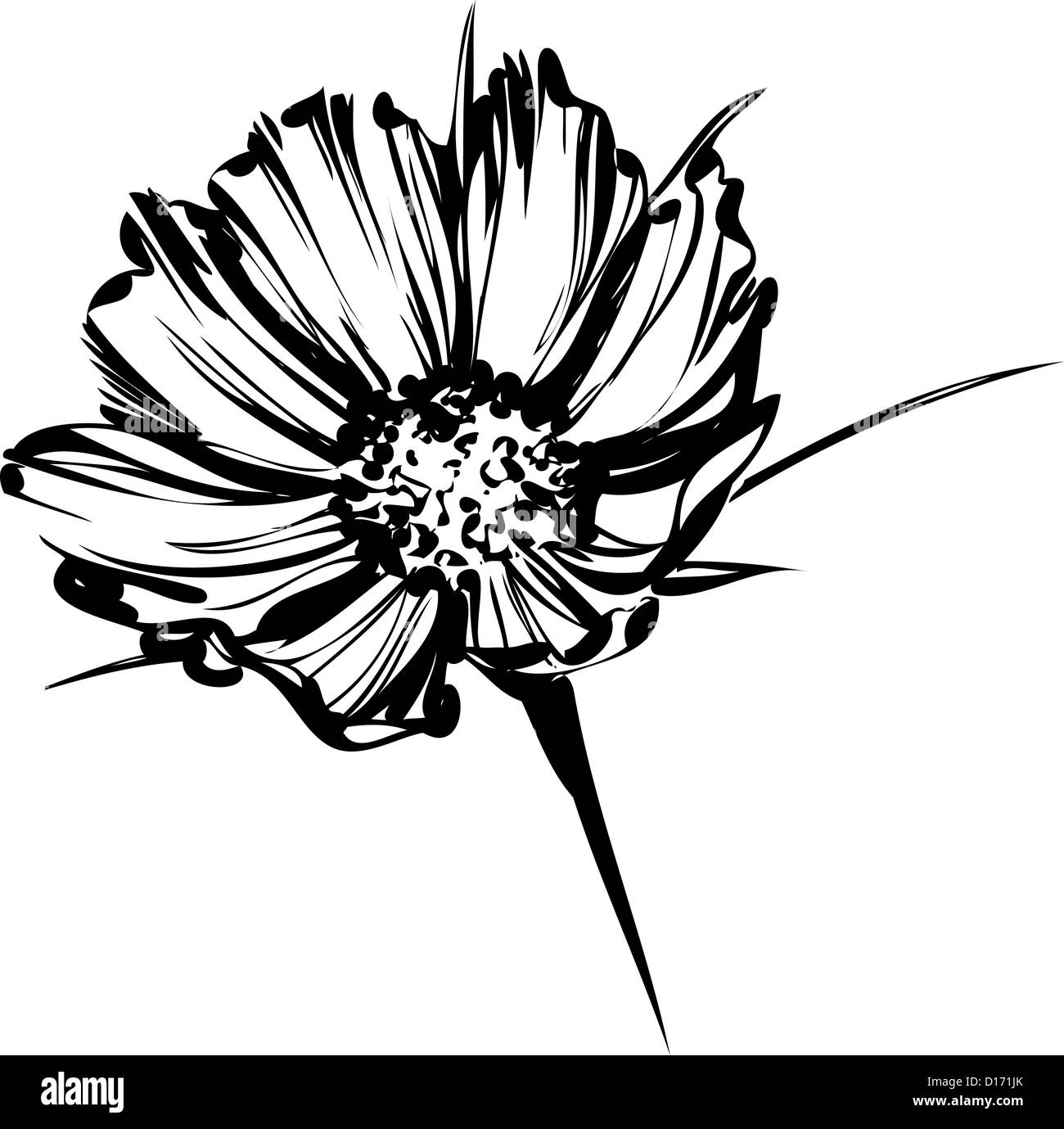 Una immagine della natura schizzo di un fiore selvatico Foto Stock