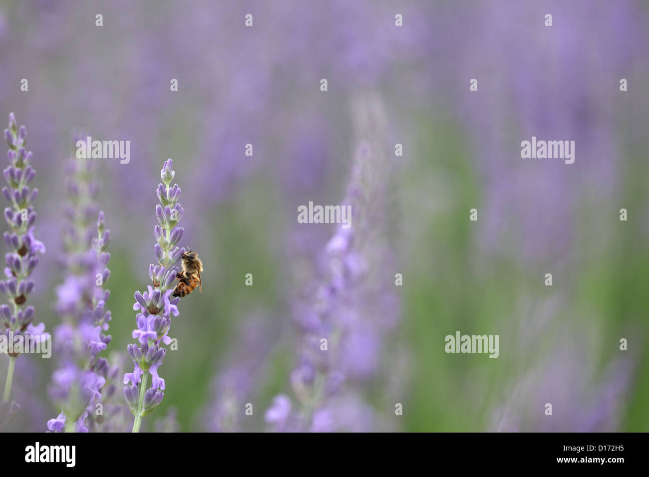 Close up di fiori di lavanda e bee Foto Stock