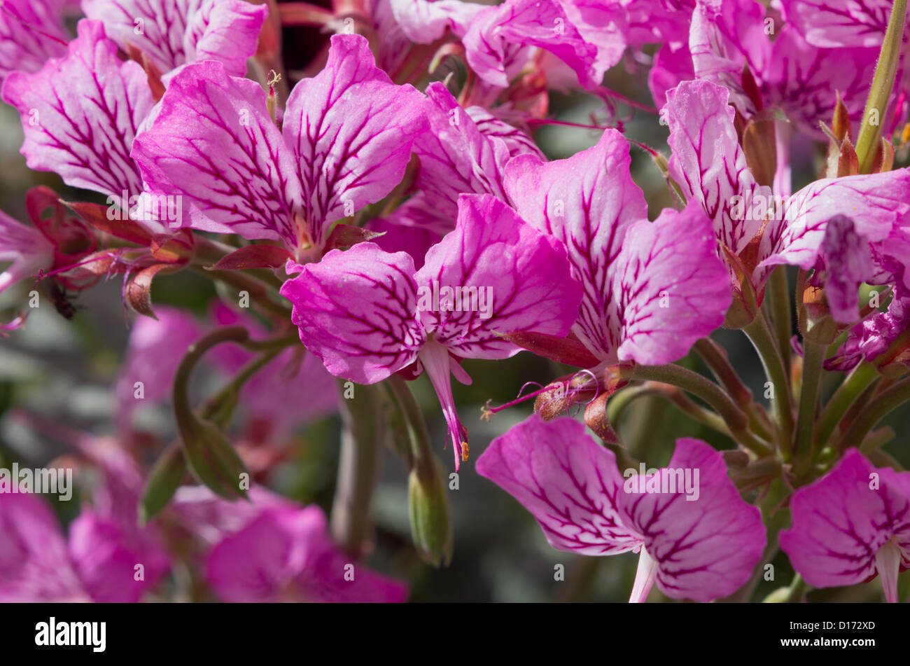 Bagno turco pelargonium, Pelargonium endlicherianum Foto Stock
