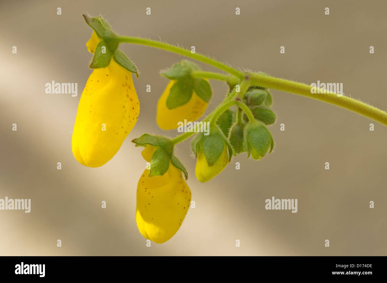 Calceolaria andina Signora della borsa, pantofola fiore Foto Stock