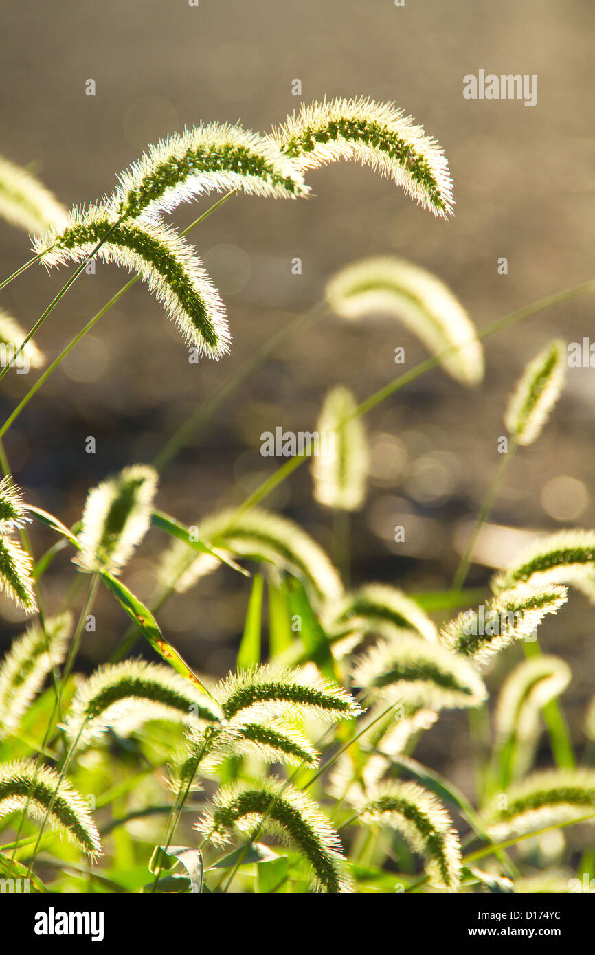 Coda di volpe verde Foto Stock