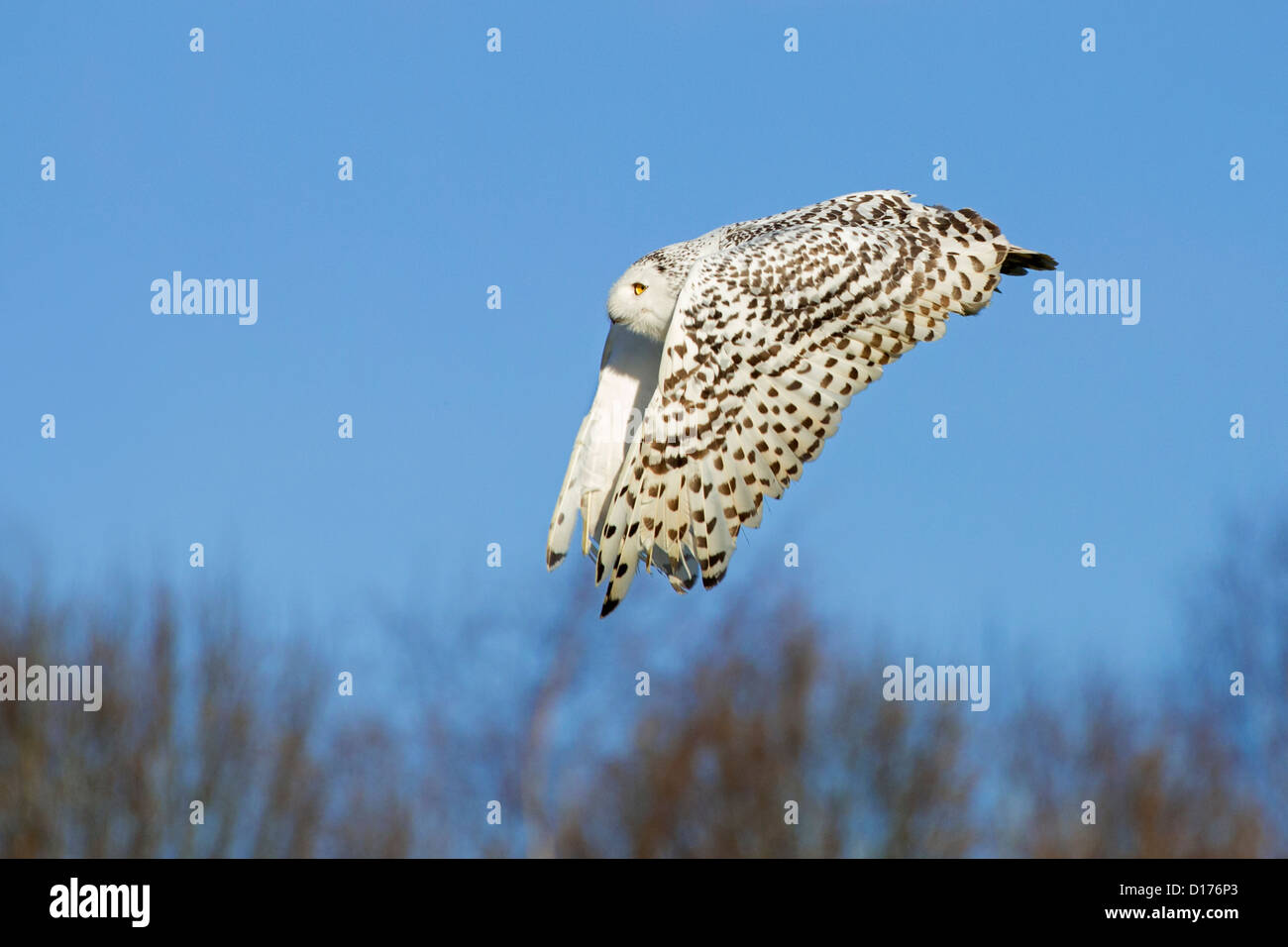 Femmina civetta delle nevi in volo Foto Stock