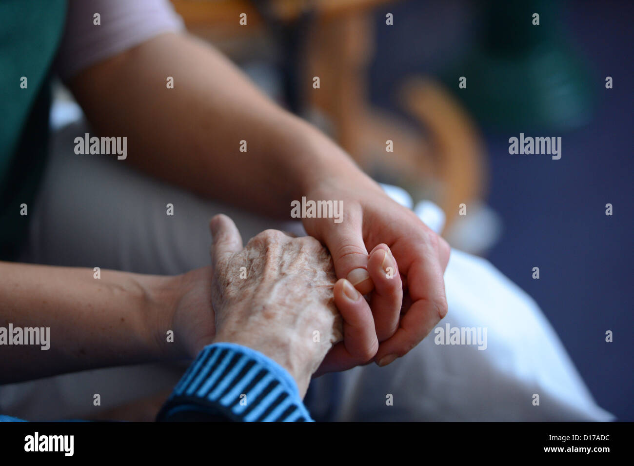 La mano di una giovane donna tiene le mani di un anziano residente nella pro vita Haus Rheingold casa di riposo per anziani a Berlino, Germania, 5 dicembre 2012. Foto: Jens Kalaene Foto Stock