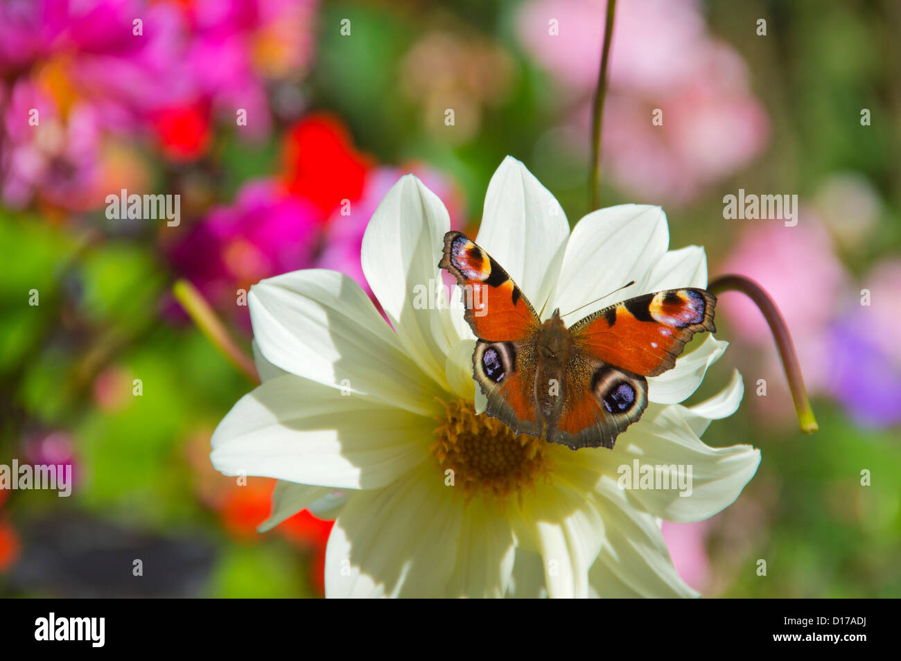 Farfalla pavone su Dahlia Fiore, Scozia Foto Stock