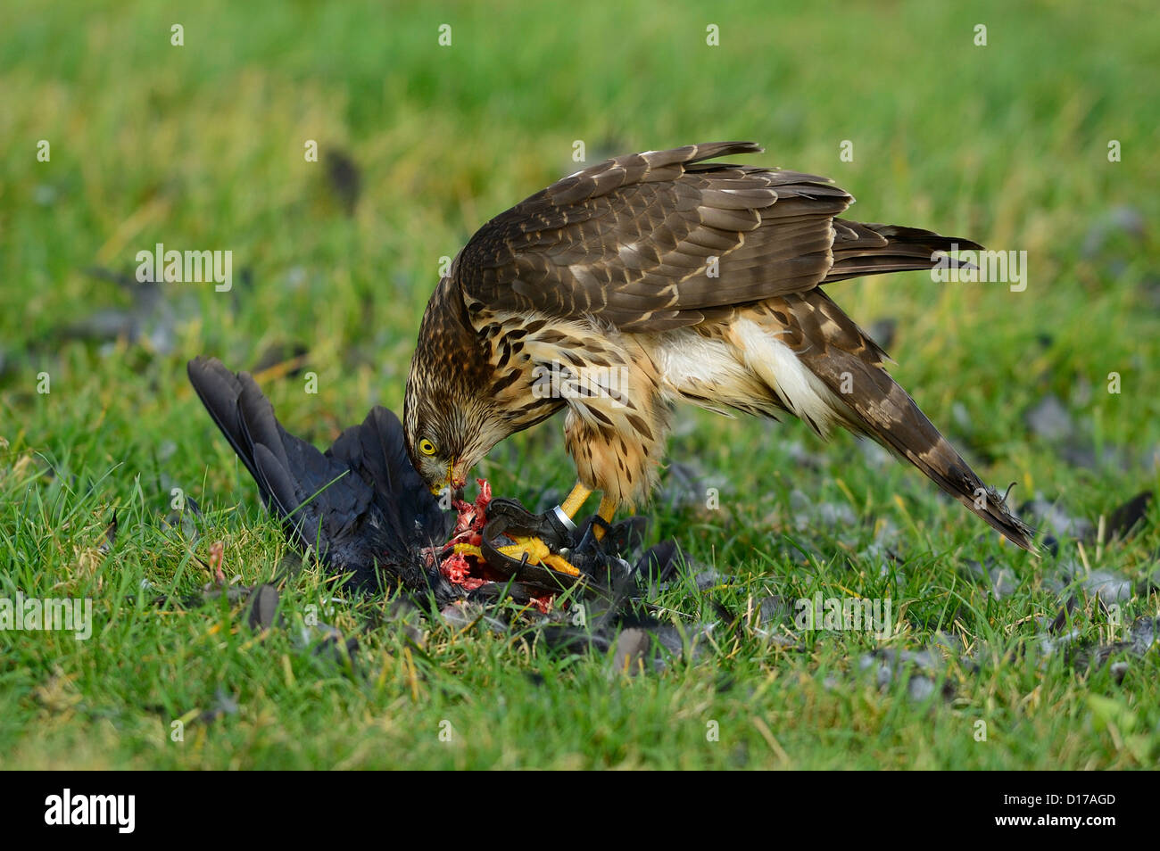 Habicht, Rothabicht (Accipiter gentilis) Astore • Baden-Wuerttemberg, Deutschland Foto Stock