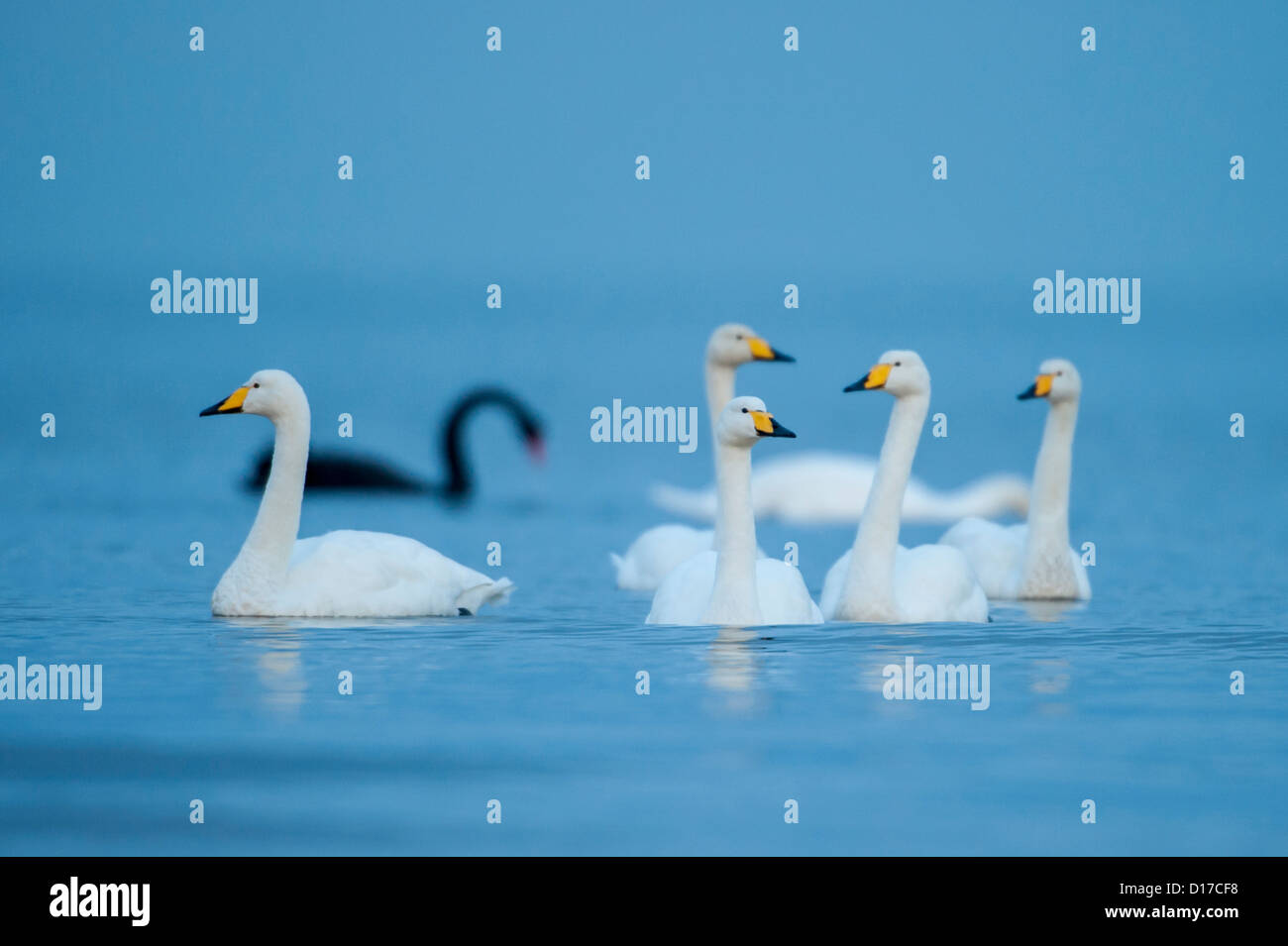 Un cigno nero appare dietro un gruppo di Whooper cigni, Ayr, Scozia. Foto Stock
