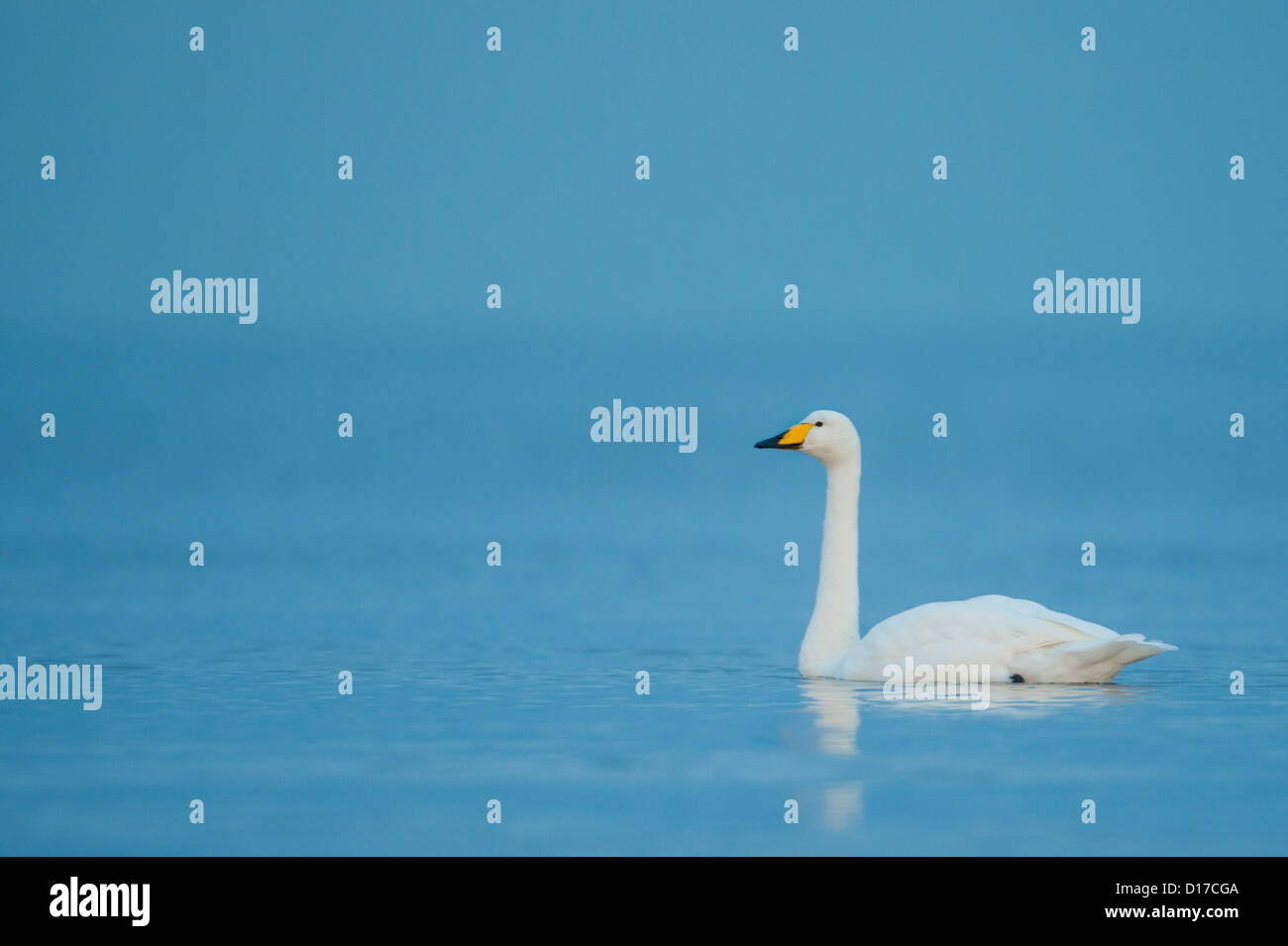 Un Whooper Swan fotografato su Ayr Beach, Scozia. Foto Stock