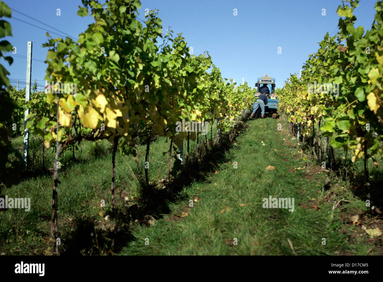 Vigneto vitigni vitigno vino raccolto raccolto Foto Stock