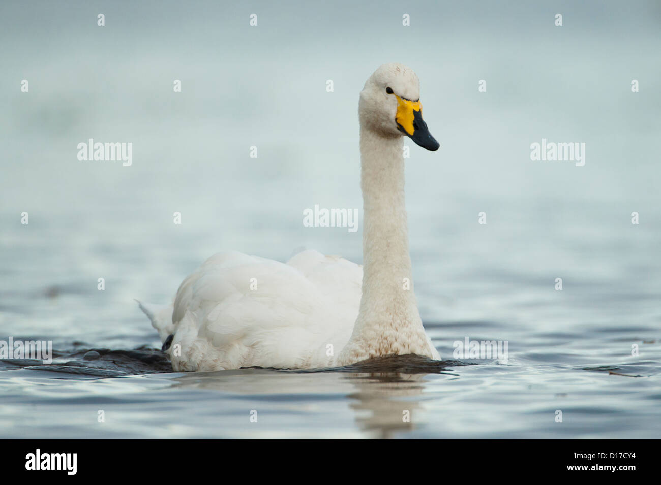 Un Whooper Swan fotografato su Ayr Beach, Scozia. Foto Stock