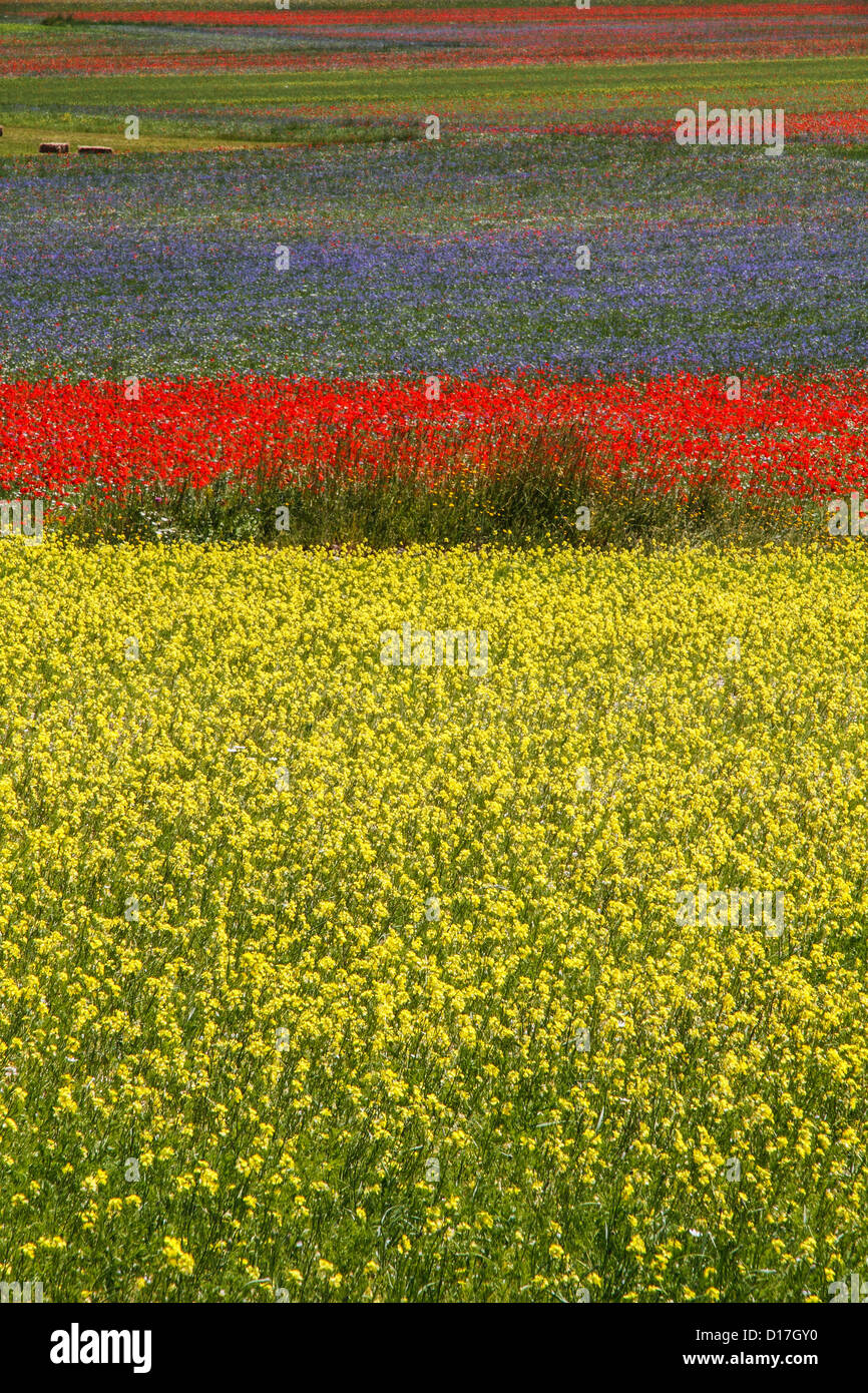 Europa Italia Monte Sibillini parco nazionale di Pian Grande fioritura di lenticchie Foto Stock