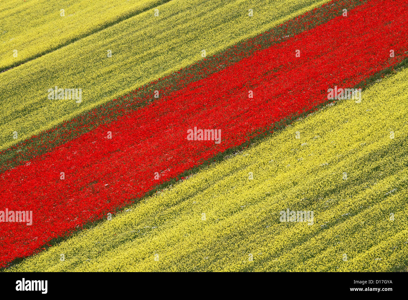 Europa Italia Monte Sibillini parco nazionale di Pian Grande fioritura di lenticchie Foto Stock