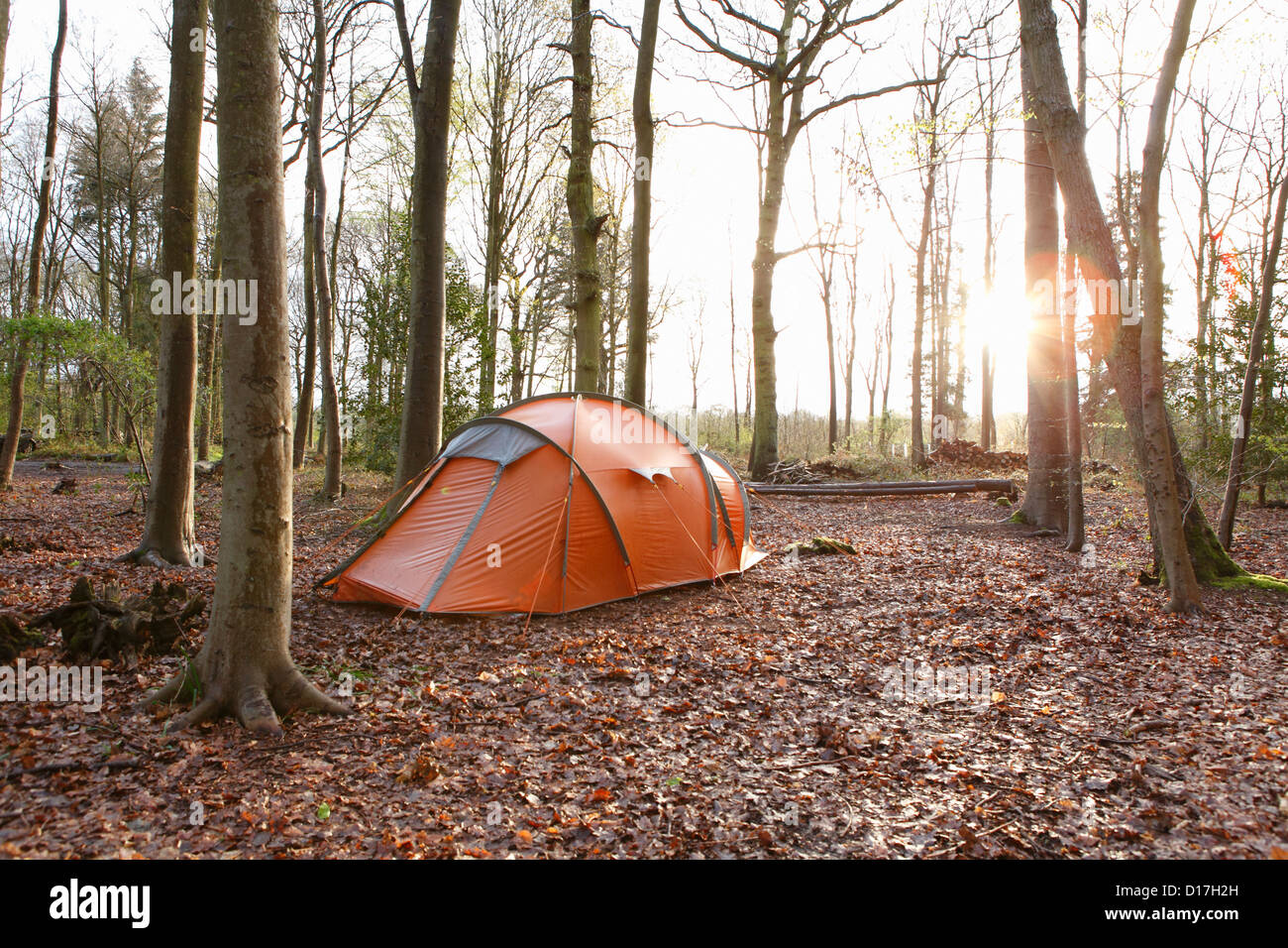 Tenda si accamparono nella foresta di autunno Foto Stock