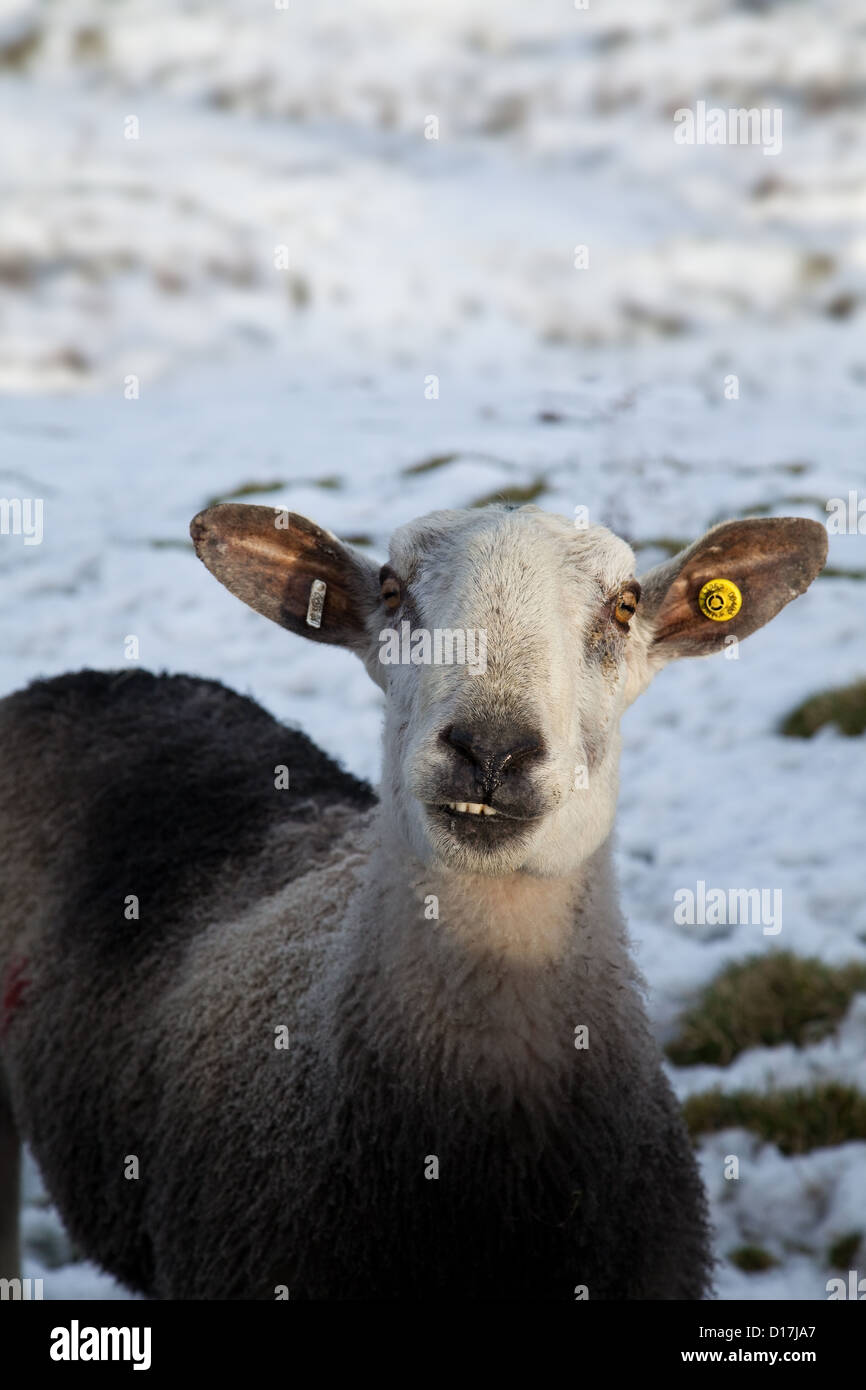 Orecchio tagged Blue Leicester Ram nella neve vicino Bainbridge, Wensleydale nel Nord Yorkshire Dales, REGNO UNITO Foto Stock