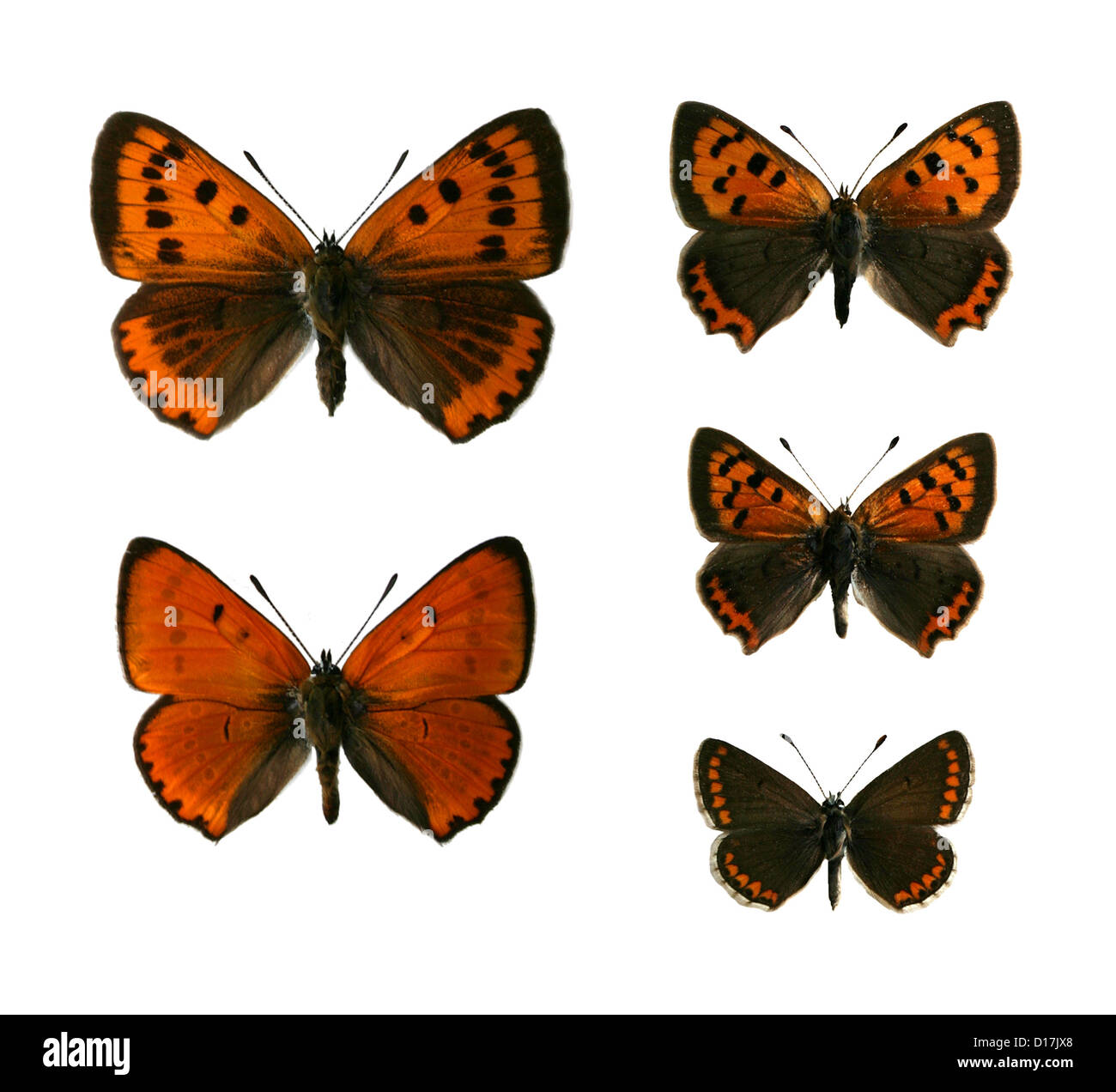 Grandi farfalle di rame, Lycaena dispar, piccole farfalle di rame, Lycaena phlaeas e Marrone Argus Butterfly, Aricia agestis Foto Stock