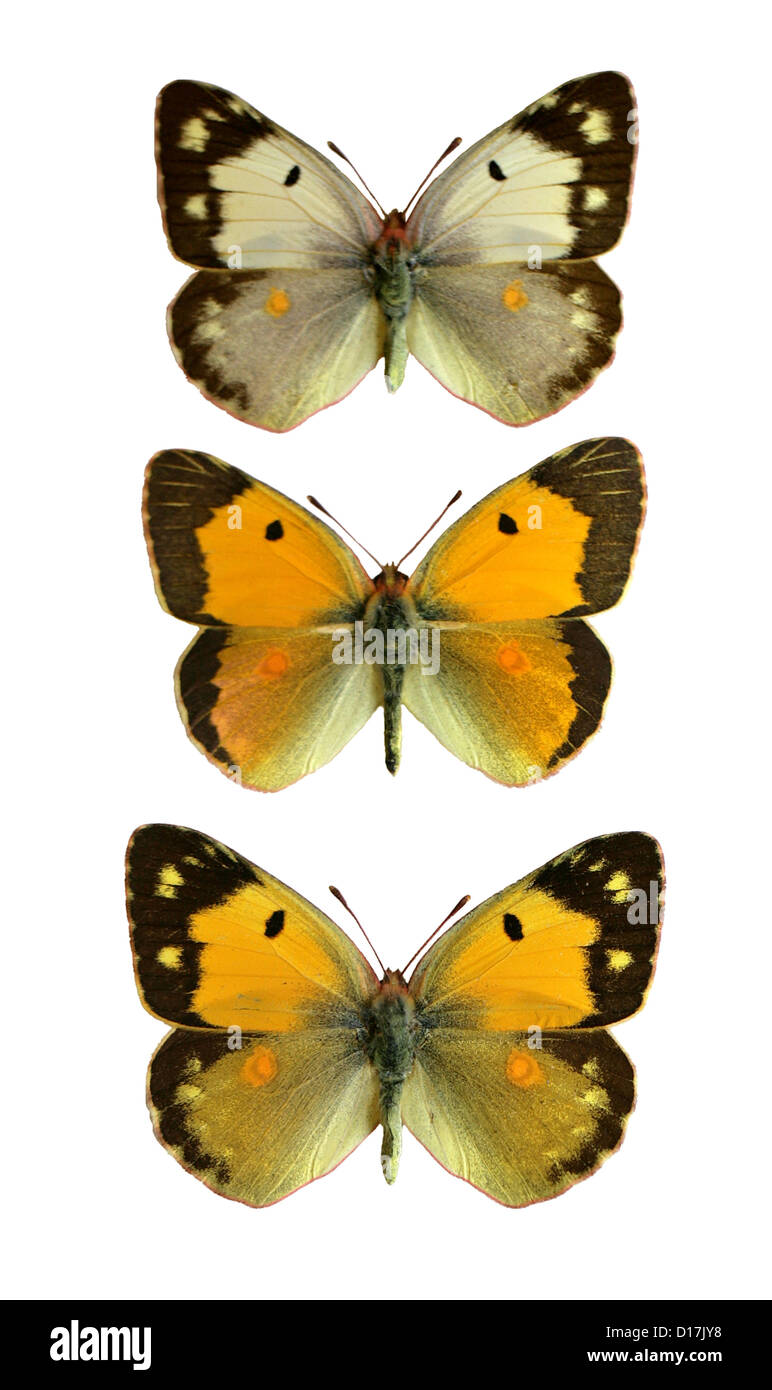 Offuscato giallo farfalle, Colias croceus, Pieridae, Lepidotteri. (Medio) maschio, (fondo), femmina (Top) femmina, variazione pallido. Foto Stock