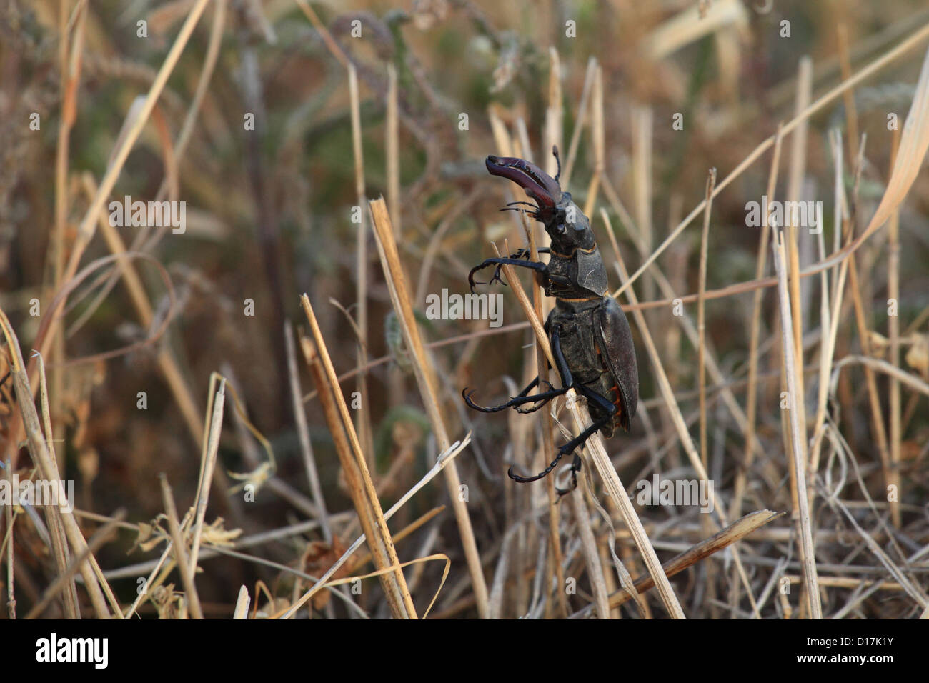 Il cervo maschio beetle (lucanus cervus), posizione Karpaty maschio, Slovacchia. Foto Stock