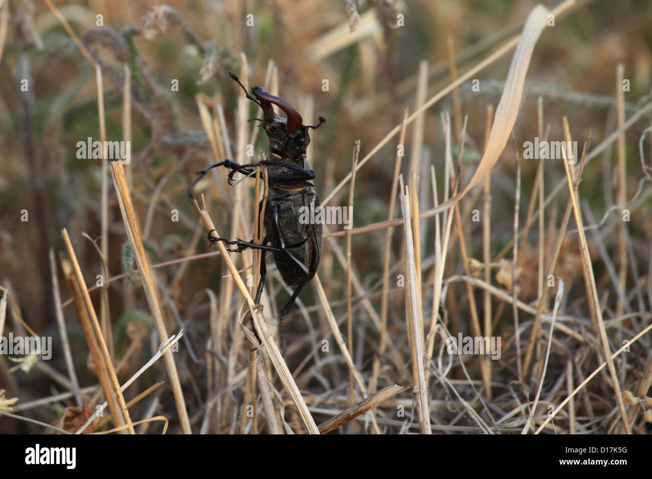 Il cervo maschio beetle (lucanus cervus), posizione Karpaty maschio, Slovacchia. Foto Stock