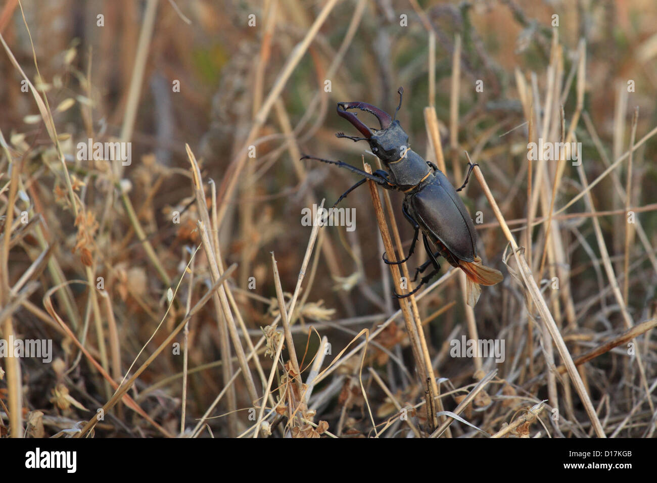 Il cervo maschio beetle (lucanus cervus), posizione Karpaty maschio, Slovacchia. Foto Stock