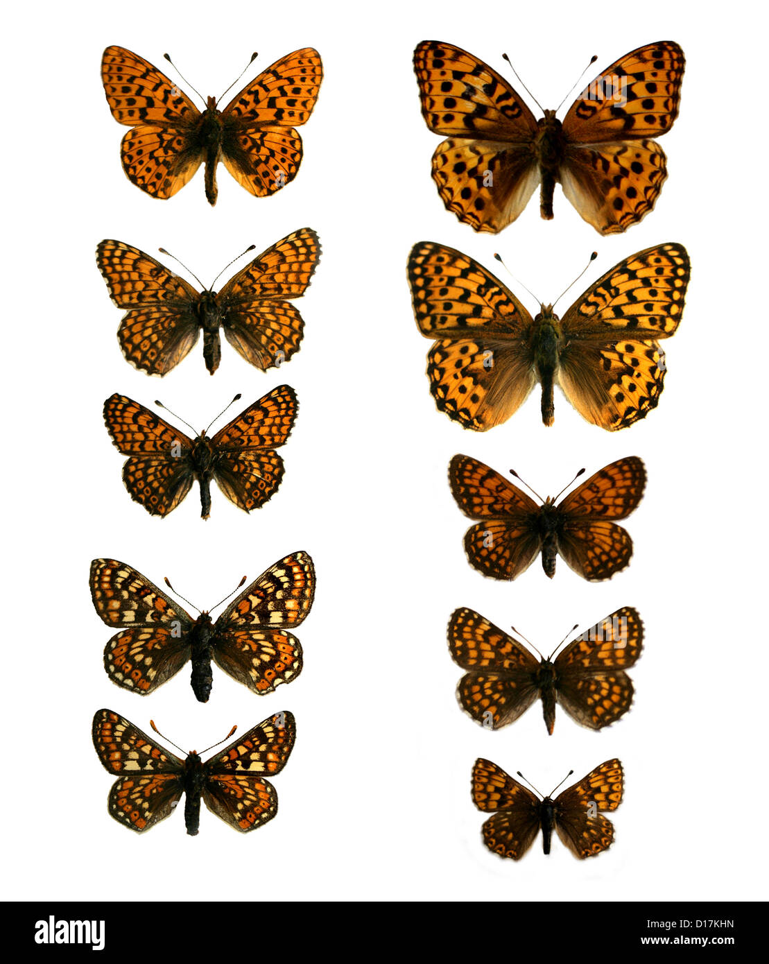 Un gruppo di campione montato Fritillary farfalle. Nymphalidae, Lepidotteri. Foto Stock