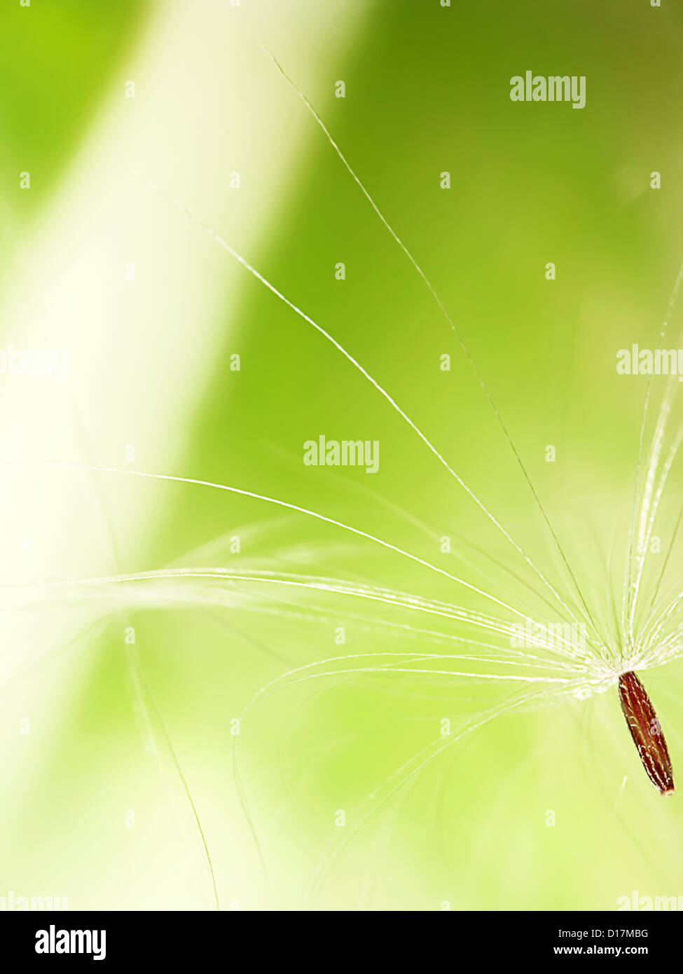 Abstract di tarassaco sfondo floreale, extreme closeup con bel colore di sfondo Foto Stock